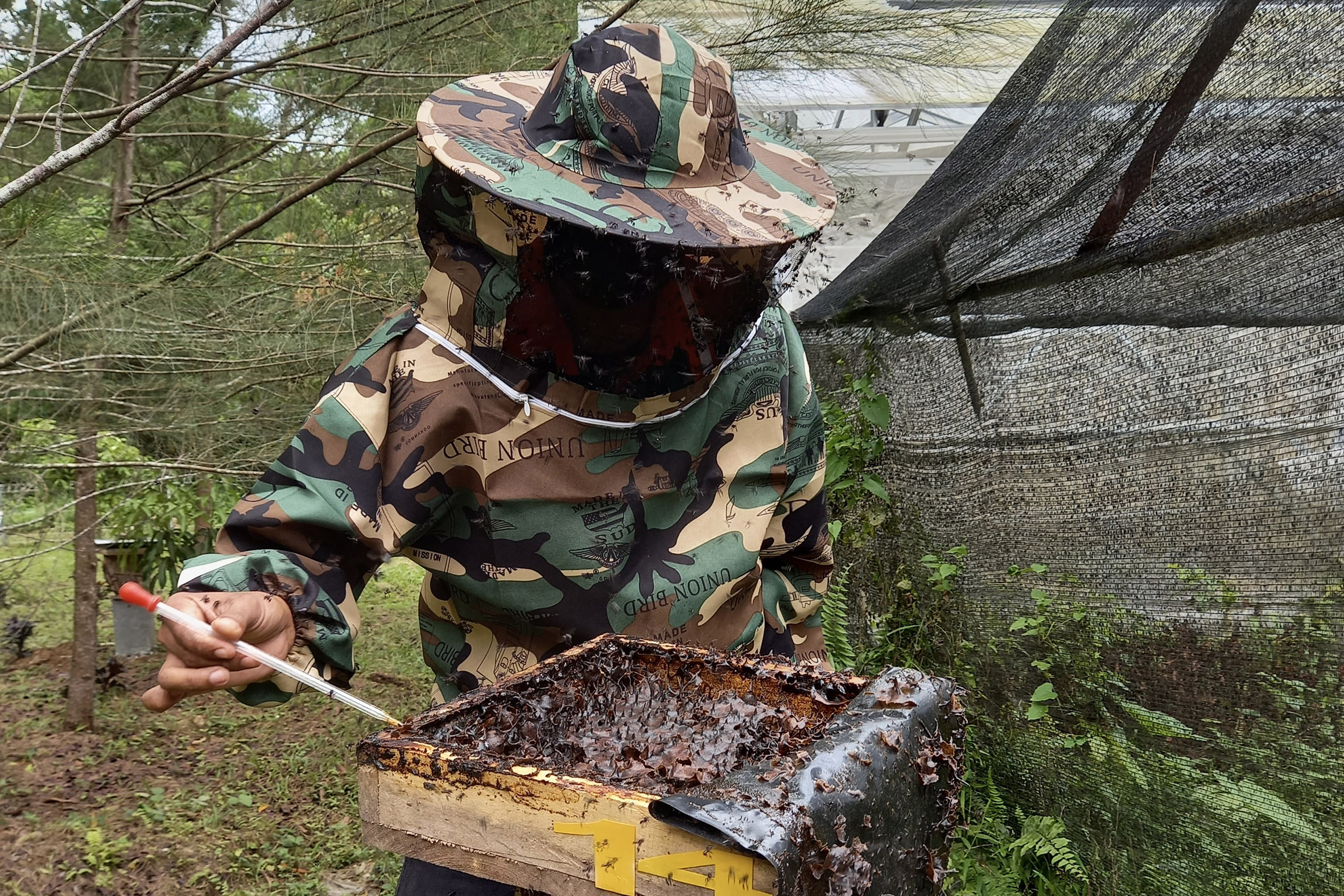 Seeing the Trigona Bee Cultivation in Semen Baturaja's Post-Mining Land